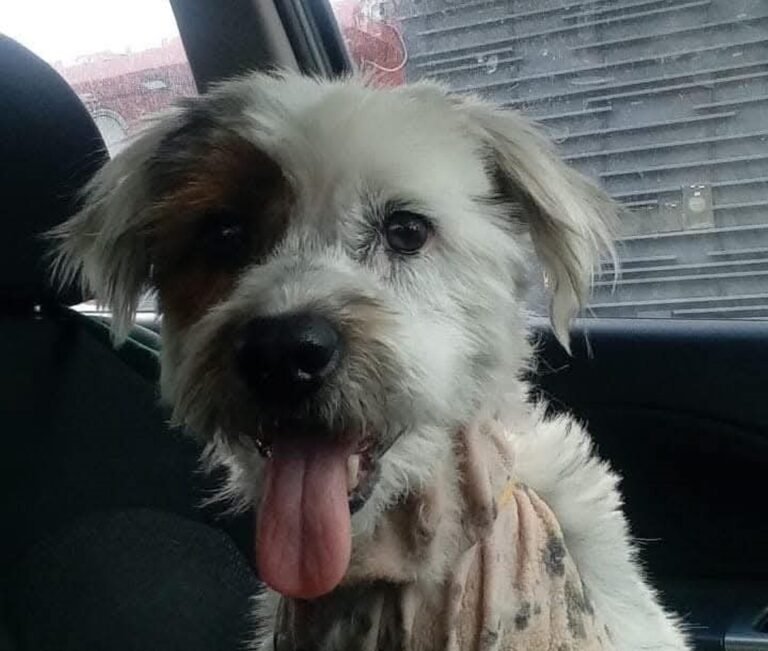 Buscan una familia que adopte a “Pedrito”