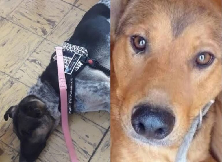 Su dueña murió y ahora buscan un hogar para dos perritos