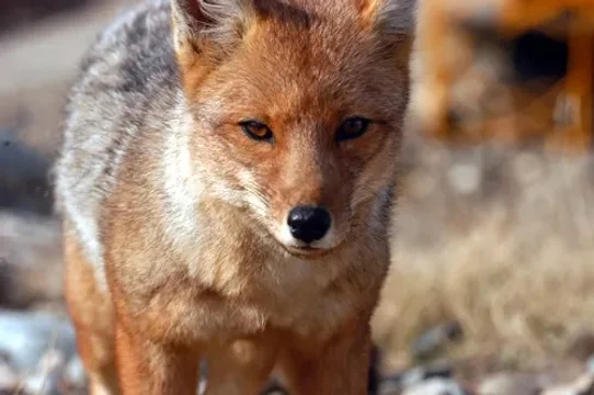 Alerta en la cordillera: detectaron un zorro con rabia y piden vacunar a las mascotas