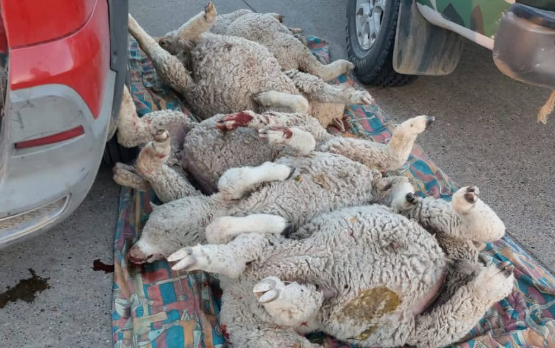Lo atraparon transportando cinco corderos muertos y armas de fuego