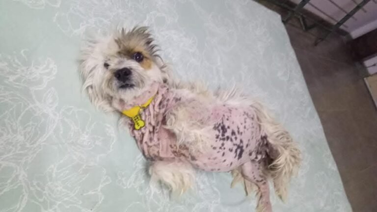 Lo encontraron tirado y lastimado, pero ahora se está recuperando y le buscan una familia
