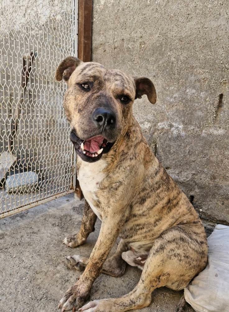 Una familia para Marmolito