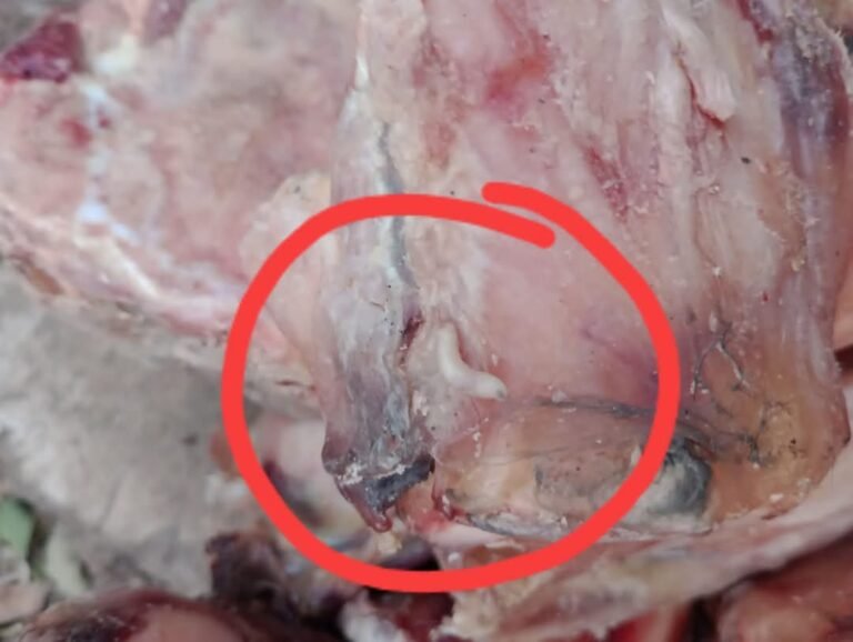 Escándalo en una carnicería: los huesos tenían moscas y gusanos