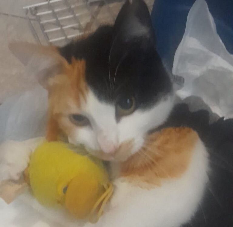 Buscan un hogar para la gata que fue atropellada y abandonada en Km 3