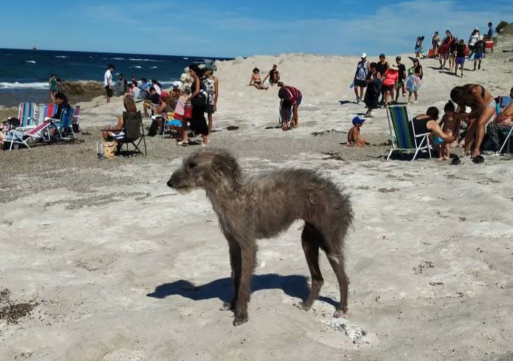 Piden ayuda para una perra encontrada en Caleta Córdova: “Es terrible como están los perros en ese barrio”