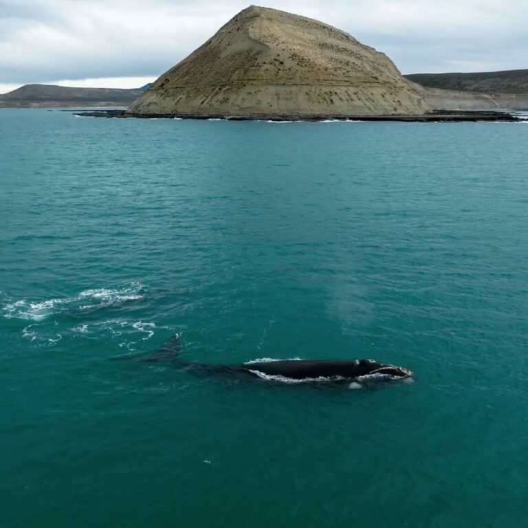 El Área Natural Protegida Punta Marqués cumple 39 años