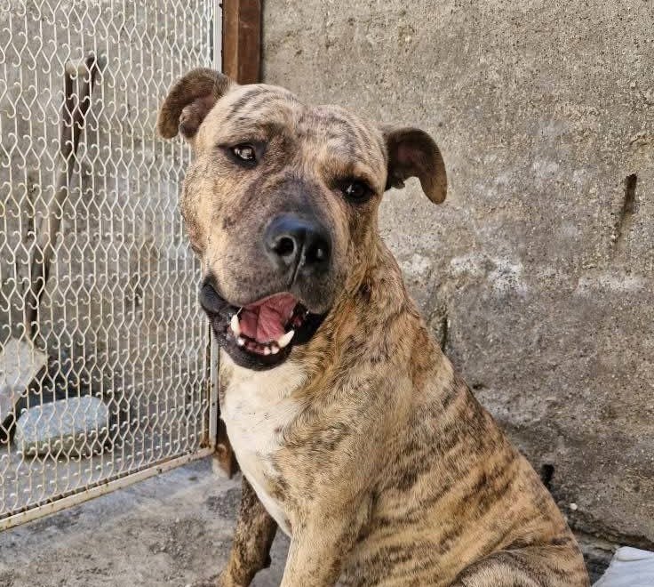 Marmolito fue apuñalado, pero se recuperó y ahora busca una familia que lo adopte