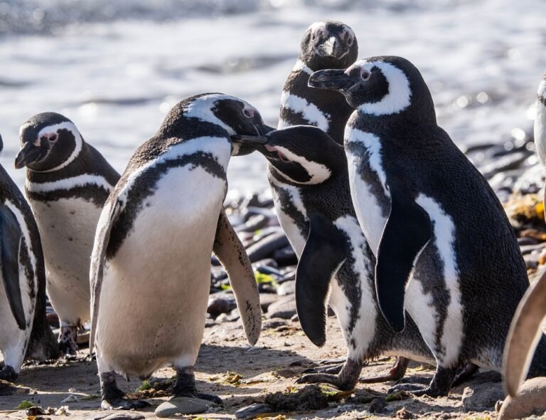 Los pingüinos de Magallanes en Chubut y su vínculo profundo con el ecosistema