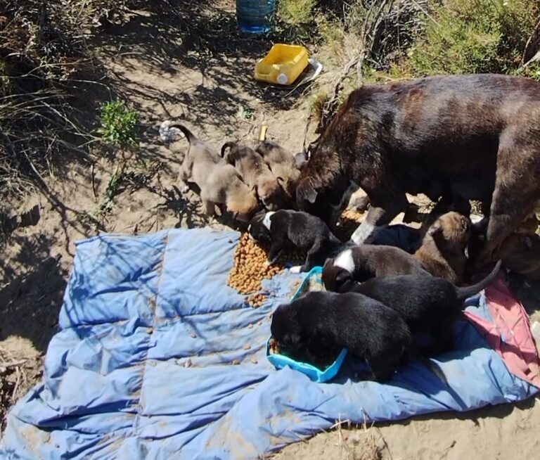 Abandonaron a una perra con once cachorros en un descampado