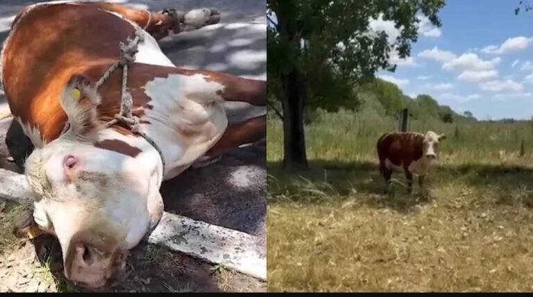 Final feliz para “Valiente”, la vaca que saltó de un camión que iba rumbo a un matadero
