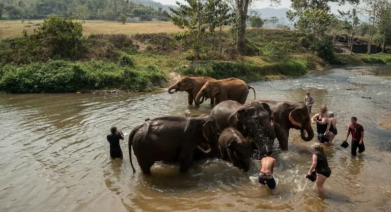 Se fue de vacaciones a Tailandia y murió tras el ataque de un elefante