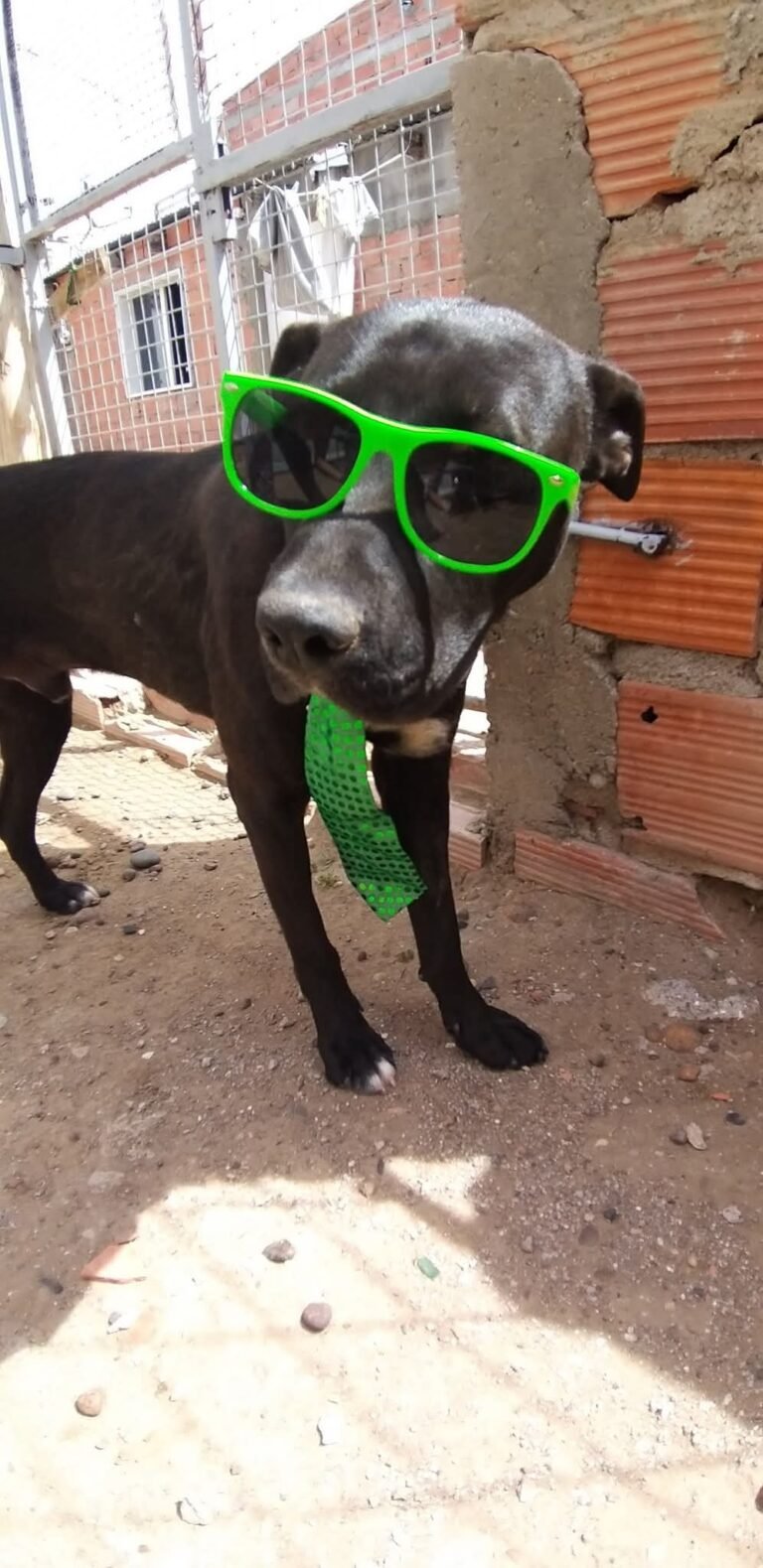 Clifford está buscando un hogar