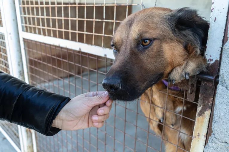 Habrá una jornada de adopción este domingo “hay mucho abandono en Comodoro”