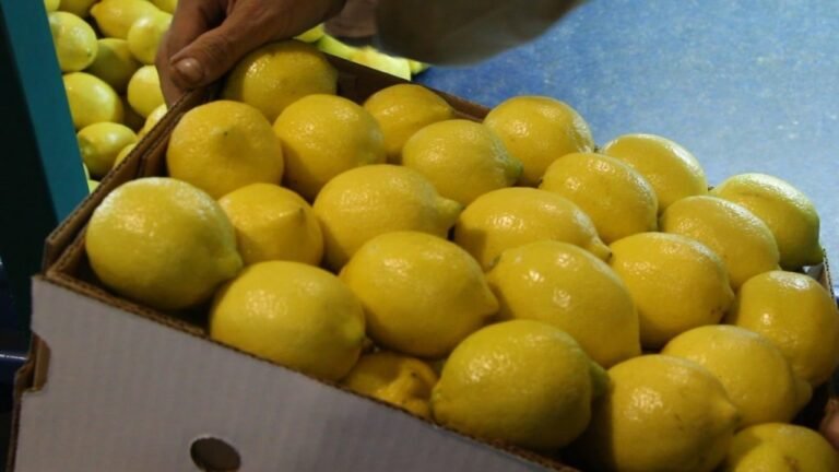 Hasta 10 mil pesos el kilo de limón en Comodoro