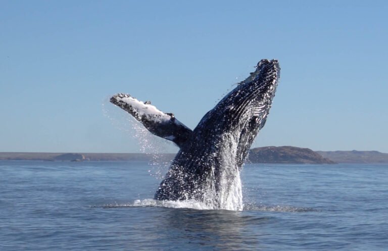 Un espectáculo natural que pocos conocen: ballenas jorobadas en Chubut