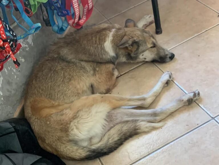 A Nala deben apuntarle la pata y necesitan ayuda para costear la cirugía