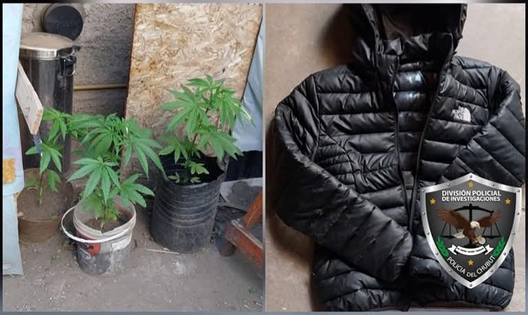 Le allanaron la casa por robo y le encontraron plantas de marihuana