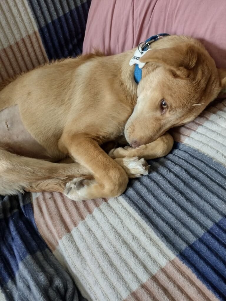 La encontraron abandonada, desnutrida y busca una familia que la adopte