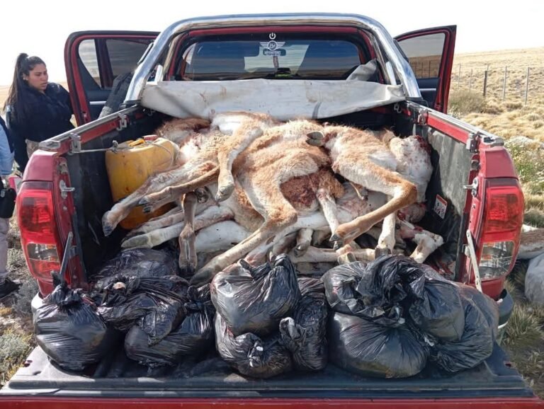 Detectan caza ilegal de guanacos en Ruta 40