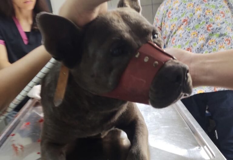 Encontraron a un perro lastimado en pleno Centro y piden ayuda para costear los gastos veterinarios