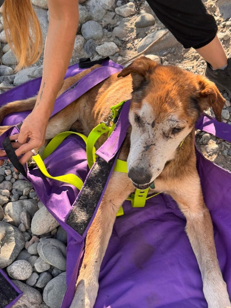 La lucha por salvar a los animales en El Bolsón 