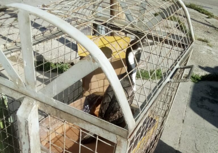 Liberaron a un Cormorán que fue encontrado en un cesto de basura del barrio Pueyrredón