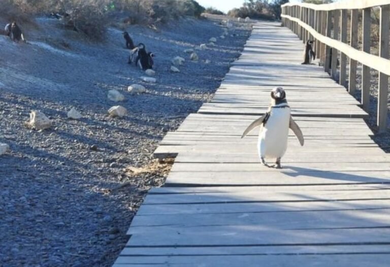 Por mayoria y un voto en contra la Legislatura aprobó la ampliación del Área Protegida Punta Tombo
