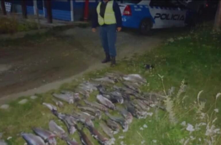 Pesca furtiva: operativo por fogones mal apagados terminó con 167 truchas incautadas