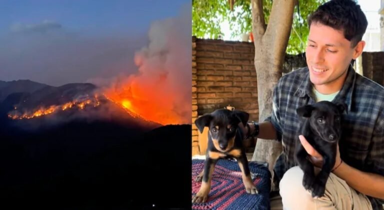 “¿Y si fueran mis perros?”: creó una web para encontrar mascotas perdidas en los incendios