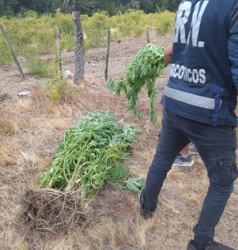 Fueron en búsqueda de un caballo y encontraron 80 plantas de marihuana