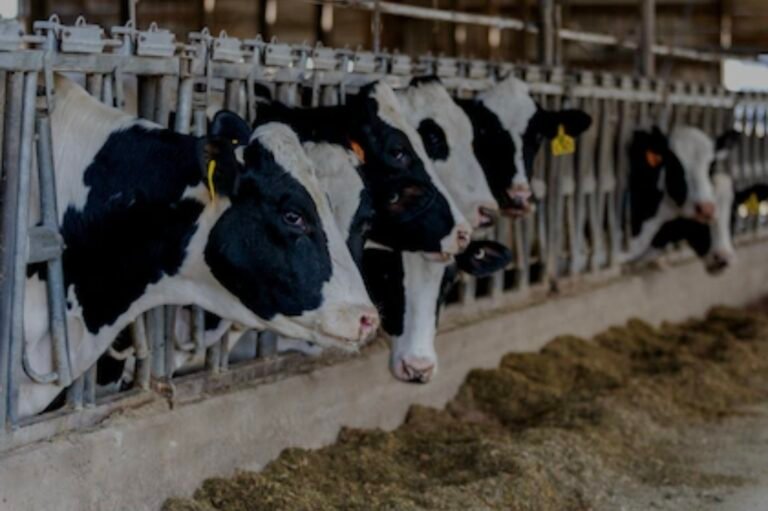 Detectaron una nueva variante de la gripe aviar: por qué preocupa a científicos y productores