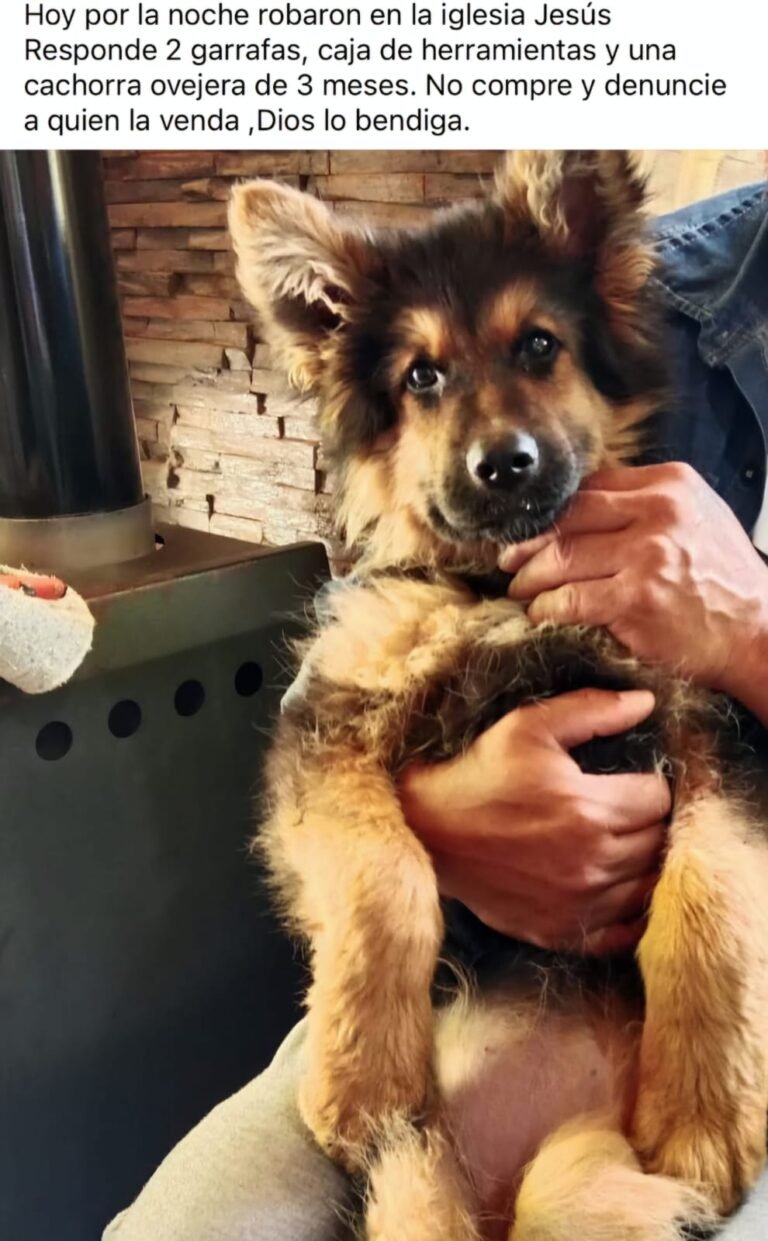 Vecinos del Máximo Abásolo denuncian constantes robos: “Estamos desamparados”