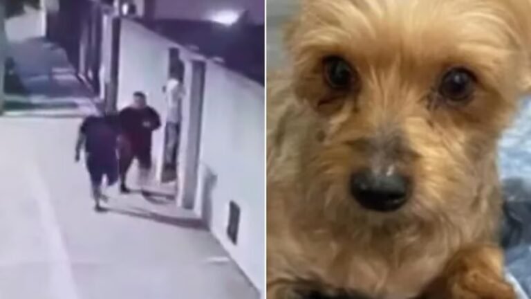 Brutal asalto: una mujer fue golpeada, abusada y le robaron a su perro