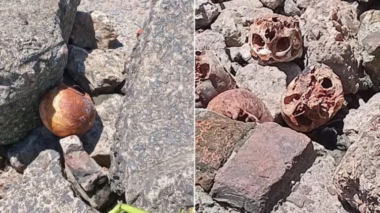 Conmoción: encontraron 17 cráneos humanos en la ribera de Quilmes