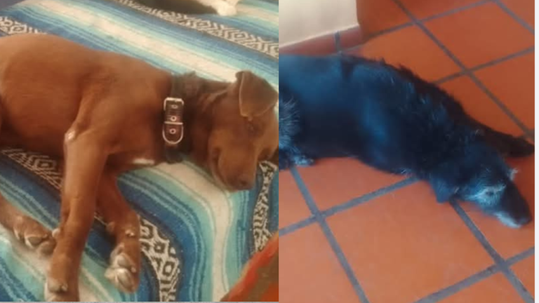 Debe irse de la ciudad por problemas de salud y da en adopcion a sus dos perras