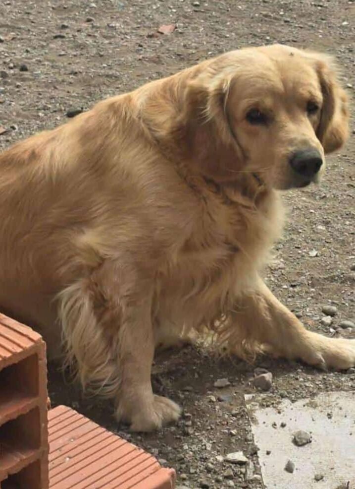 Buscan a Homer, un perro que desapareció tras un robo
