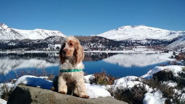 Una perra de 13 años murió tras ser atropellada por una camioneta