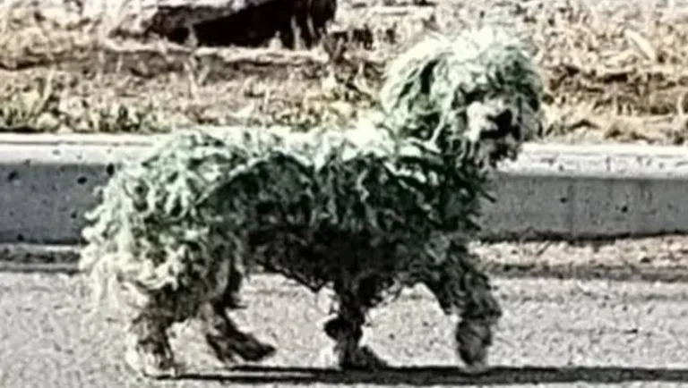 Crueldad: encontraron un caniche perdido en la calle y lo pintaron de verde