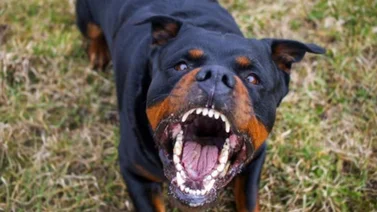 Un ladrón murió tras ser atacado por perros rottweiler cuando intentaba robar en un colegio