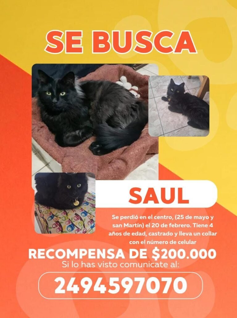 Buscan a Saúl, un gatito que se perdió en el Centro