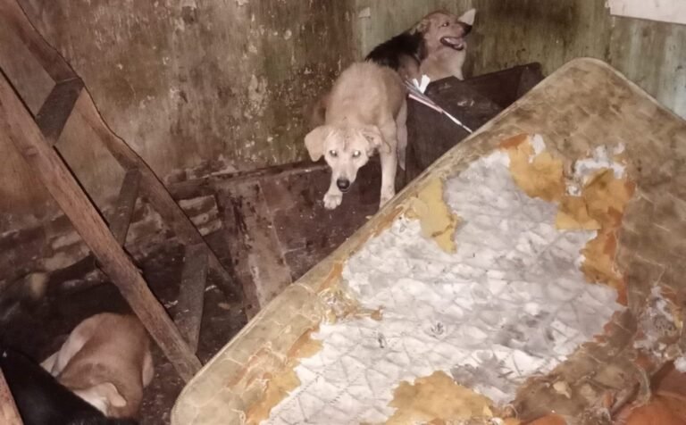 Un hombre torturó, mutiló y embalsamó a más de 200 animales