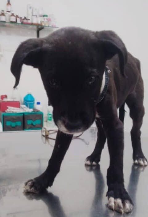 Dejaron a un cachorro abandonado en medio de la calle: “Estaba mal y sangrando”