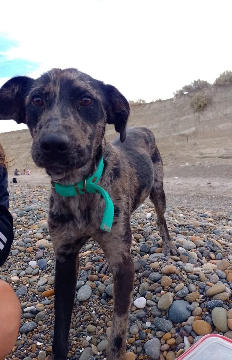 Fue abandonado en Caleta Córdova, una familia lo quiere adoptar y piden ayuda para encontrarlo 