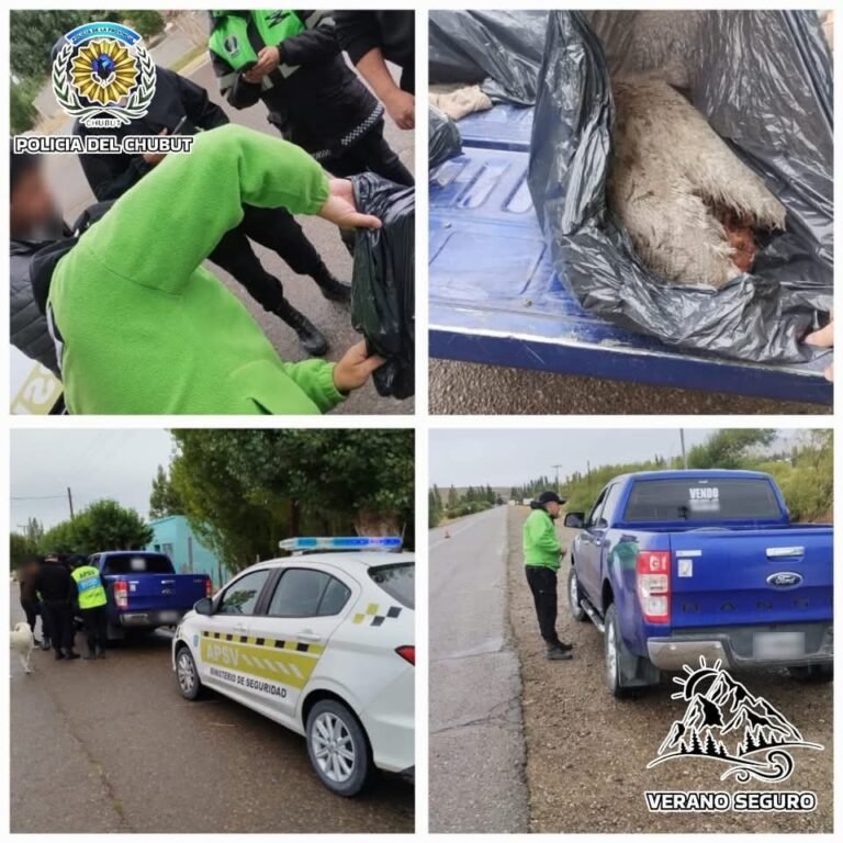 Plan Verano Seguro: Secuestran choiques transportados ilegalmente