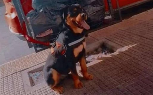 Le entraron a robar en su casa del Quirno Costa y desde ahí no encuentra a su perro