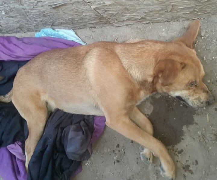 Atropellaron a un perro y lo dejaron tirado: “Necesitamos ayuda”