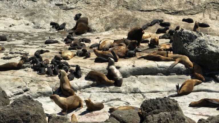 Nuevo récord de crías de lobos marinos nacidas en el Área Natural Protegida Punta Marqués