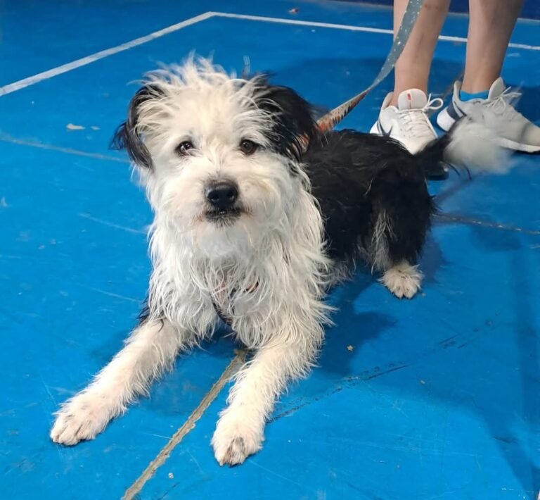 El trailer de castración se traslada al barrio 30 de octubre