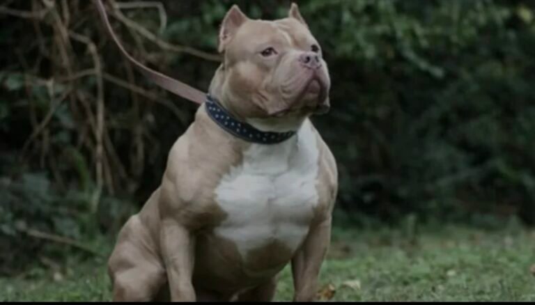 Una joven embarazada quedó internada tras el ataque de su propio pitbull