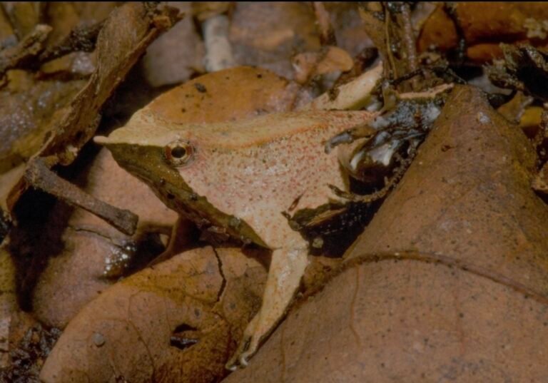 Alianza Chileno-Argentina descubre nueva población de la Ranita de Darwin